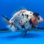 Thai Oranda Tri-Color Tiger 4" Male(NKT-CK-1567)BLUETUB-B