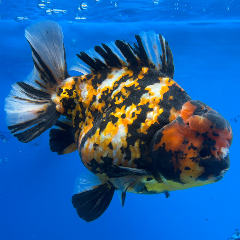 Thai Oranda Tri-Color Calico Tiger 5” Body Male(NKT-CK-1028)SHOWTANK2