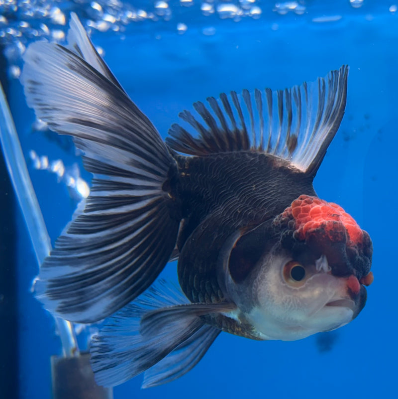 Thai Oranda Tri-Color 3” Body Male(CK-974)R3B10
