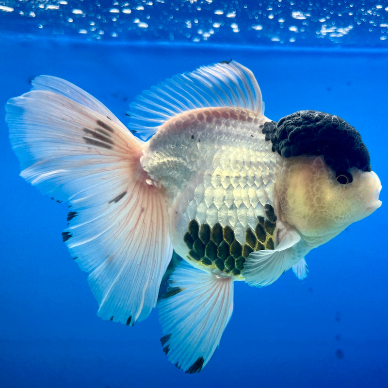 Thai Oranda AA Quality Panda  4” Body Female(CK-1107)SHOWTANK2