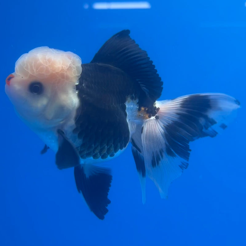 Thai Oranda Panda 3” Body Male(CK-1218)R1A09