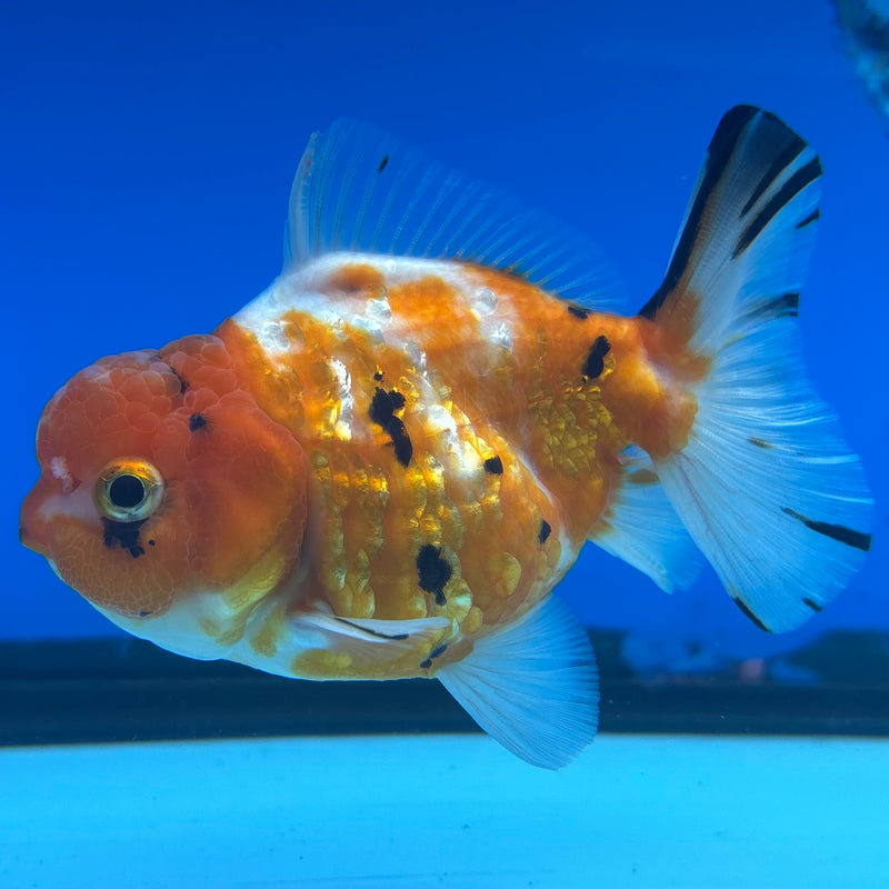 Thai Oranda Tri-Color Calico 3” Body Female(CK-1494)R3A05