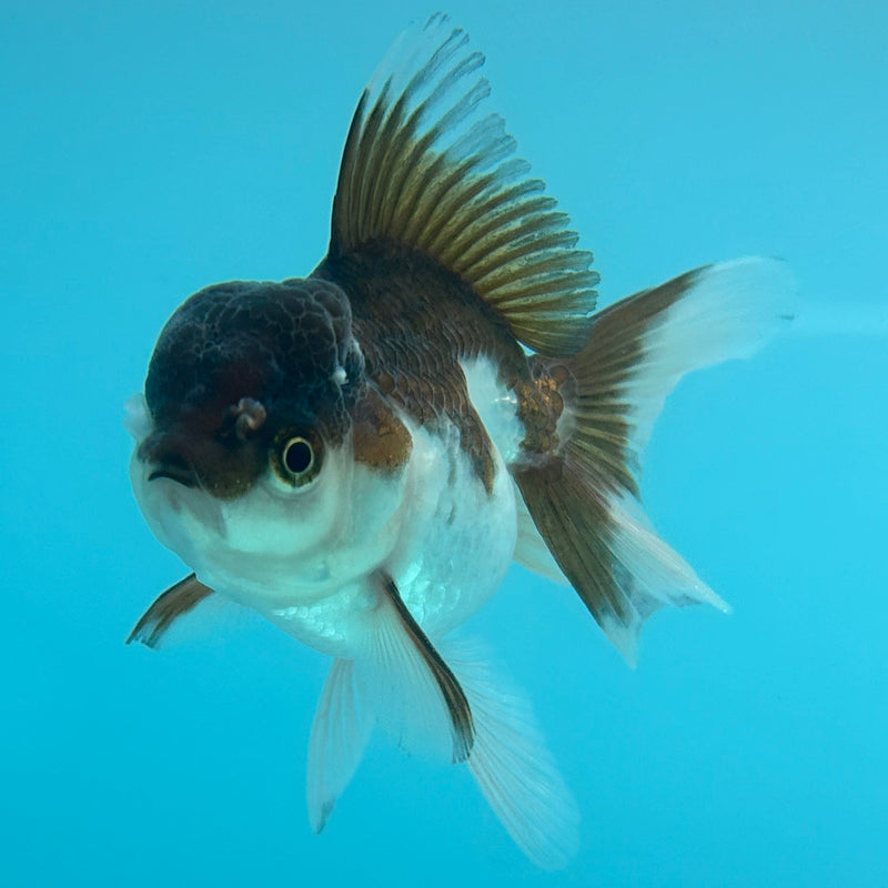Thai Panda Oranda 2”Body Female (JCD-111)R4B06