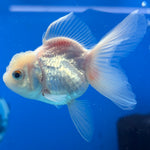 Thai Oranda Red/White 2" Male (CK-1563)R3A09