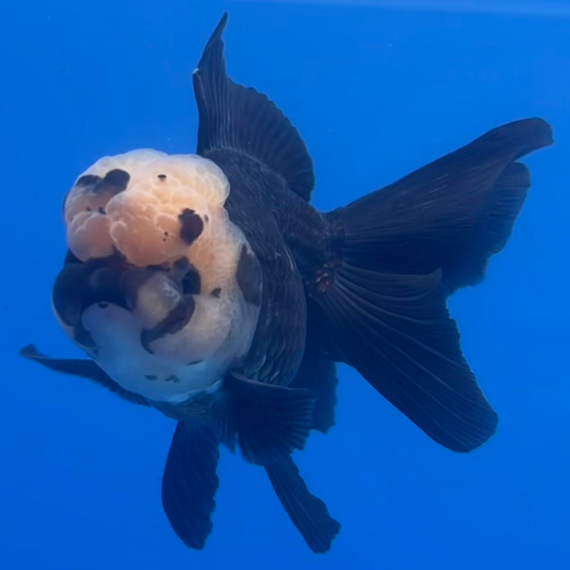 Thai Oranda Panda 3” Body Female(CK-1225)R1B08