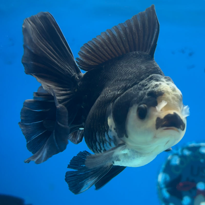 Thai Oranda Panda 3” Body Female(CK-842)R3B20