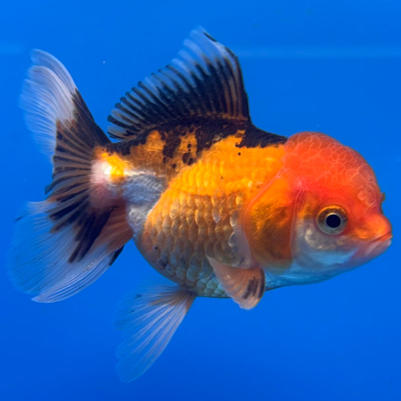 Thai Oranda Apache 2.5” Body Male(CK-1303)R3B16