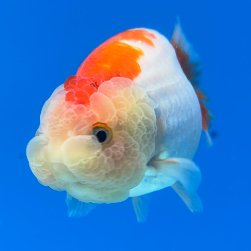 Thai Ranchu Red/White 3” Body Male(CK-991)R3B03