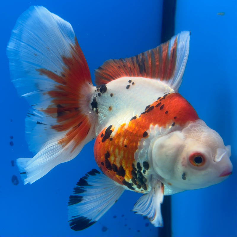 Thai Oranda Orchid Tail Tri-Color/Apache 4” Body Female(CK-1204)SHOWTANK