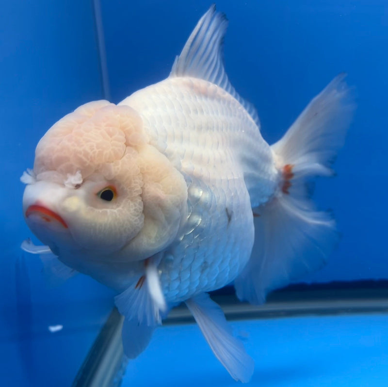 Thai Oranda JUMBO White Body 5.5” Body Male(CRP-CK-651)R1BLUETUB2