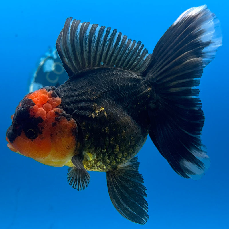 Thai Oranda Apache 3.5” Body Female(CK-925)R1BLUETUB4