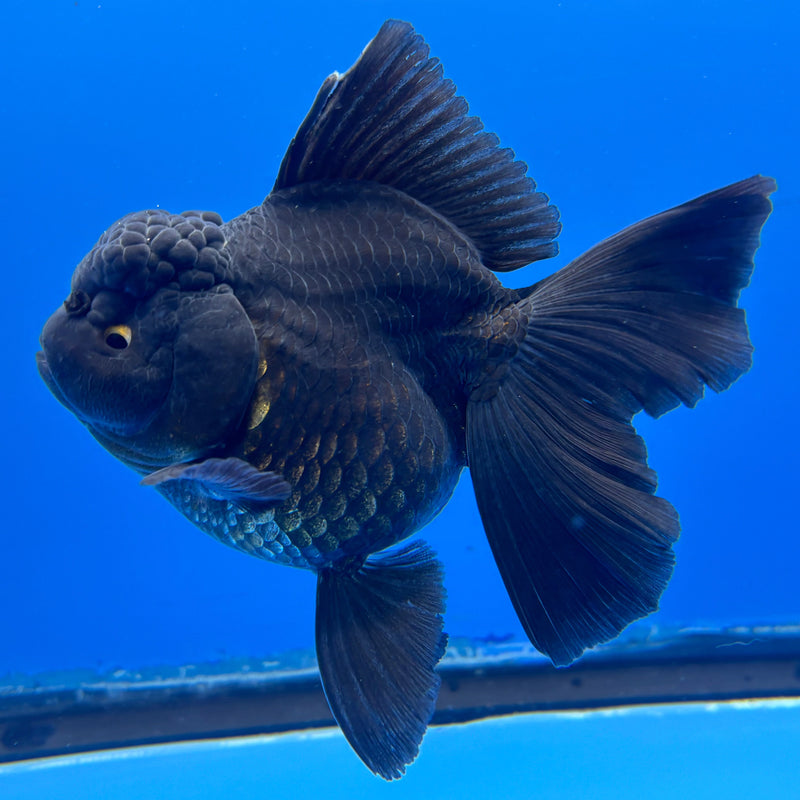 Thai Oranda Full Black 3” Body Female(CK-624)R1A03