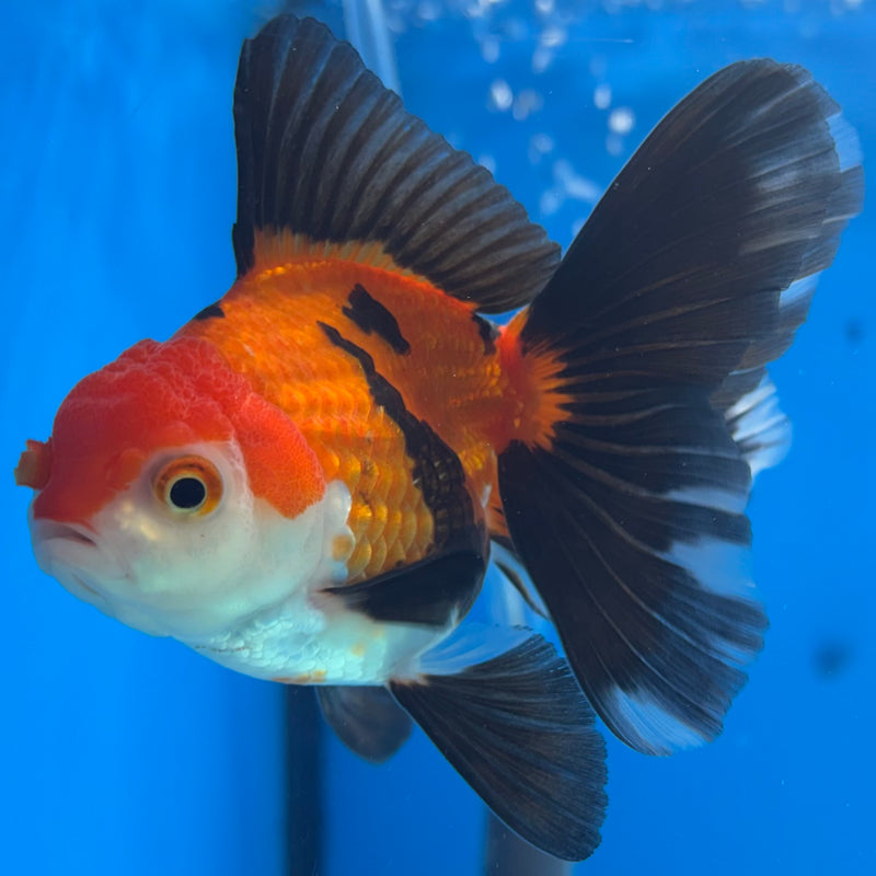 Thai Oranda Apache 2.5” Body Female(CK-861)R3B16