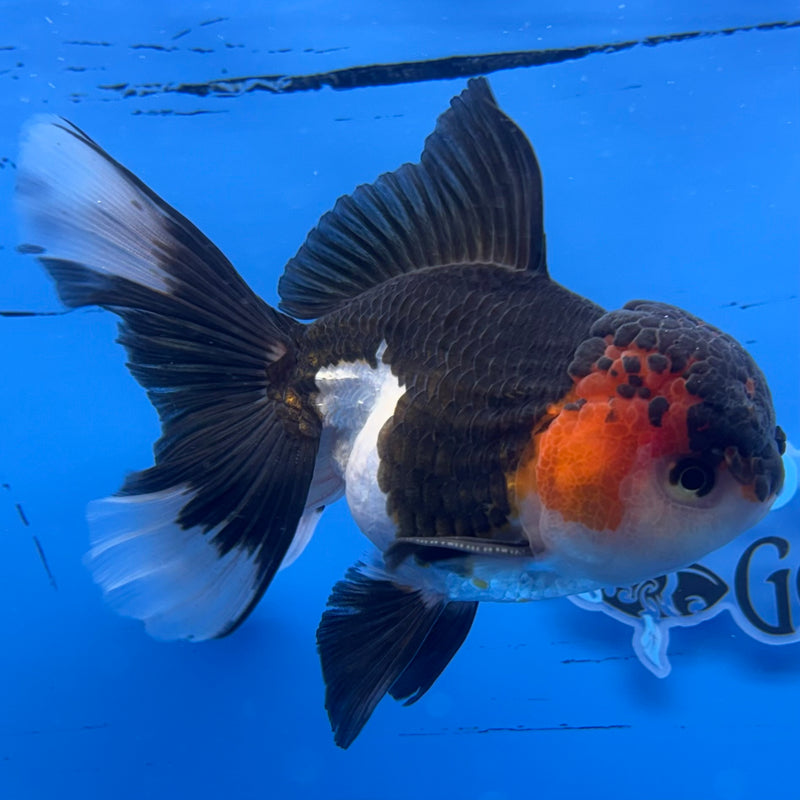 Thai Oranda Apache/Tri-Color 3” Body Female(CK-959)R3B13