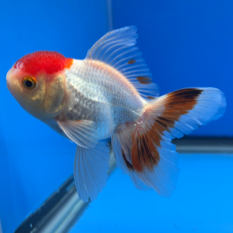 Thai Oranda White Body Red Cap 2.5” Body Male(CK-1307)R3B15