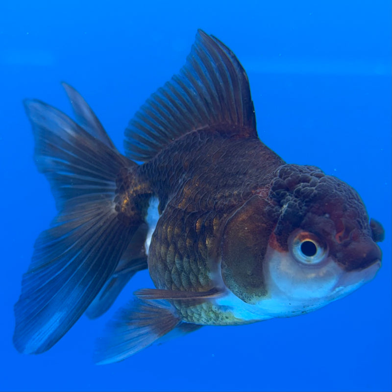Thai Oranda Panda 2.5” Body Female(CK-996)R3B20