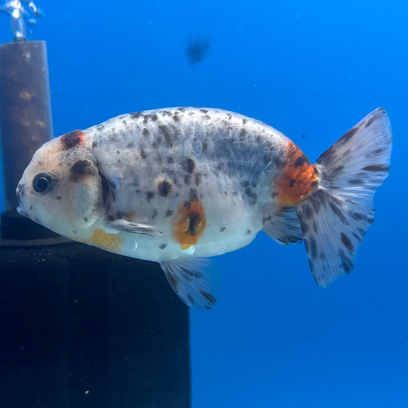 Thai Ranchu Tri-Color Calico 3.5” Body Male(CK-941)R2C03