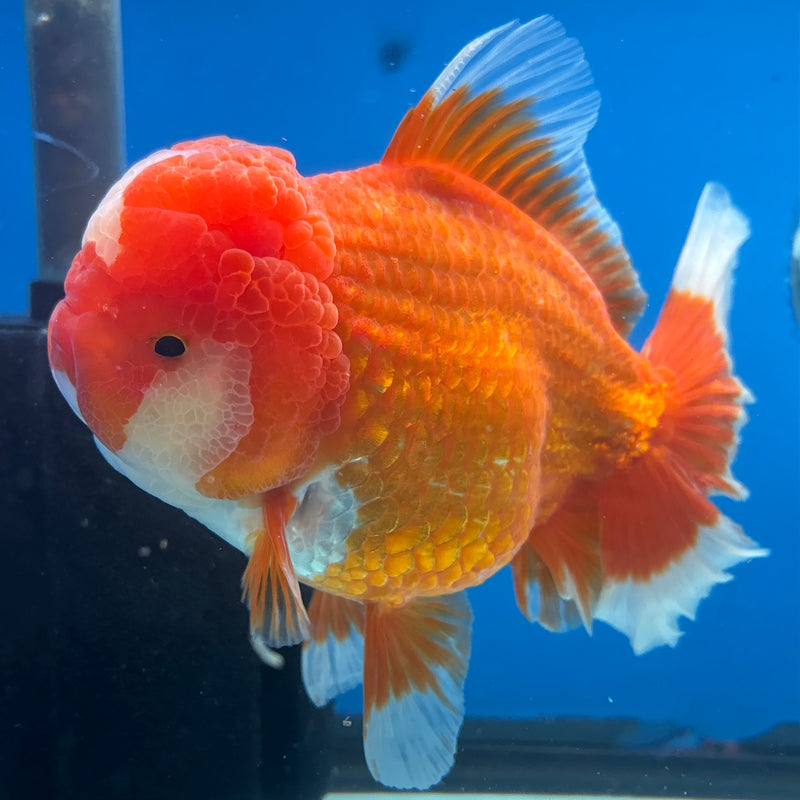 Thai Jumbo Oranda Red/White 4.5” Body Female(CRP-CK-1084)BLUETUB2