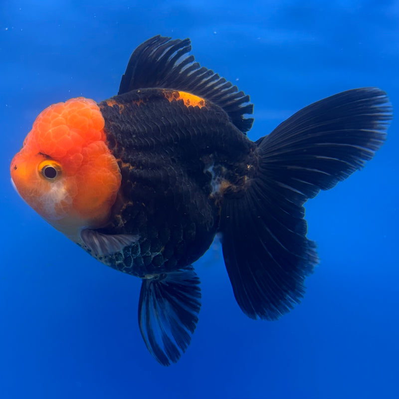 Thai Oranda Apache 3” Body Female(CK-1229)R1B08