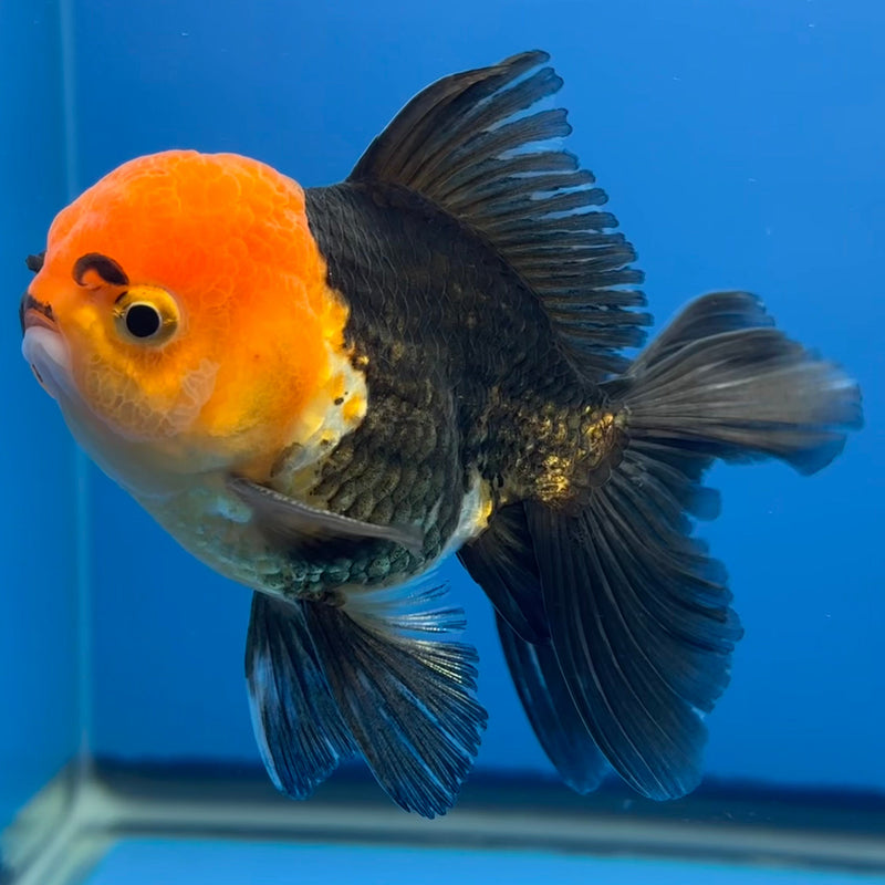 Thai Oranda Apache 2.5” Body Male(CK-673)R1B10