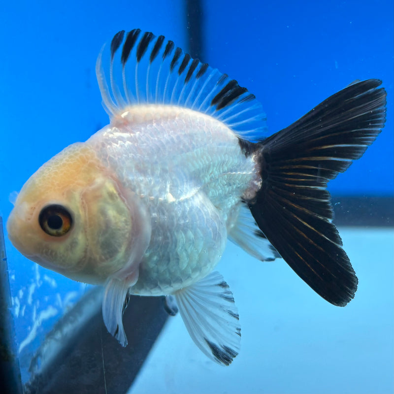 Thai Oranda Panda 2.5" Female (CK-1546)R3A16