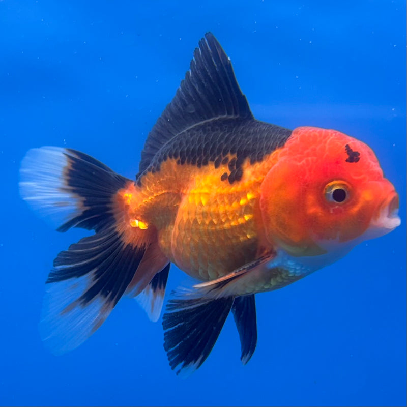 Thai Oranda Apache 2.5” Body Male(CK-1238)R3B12