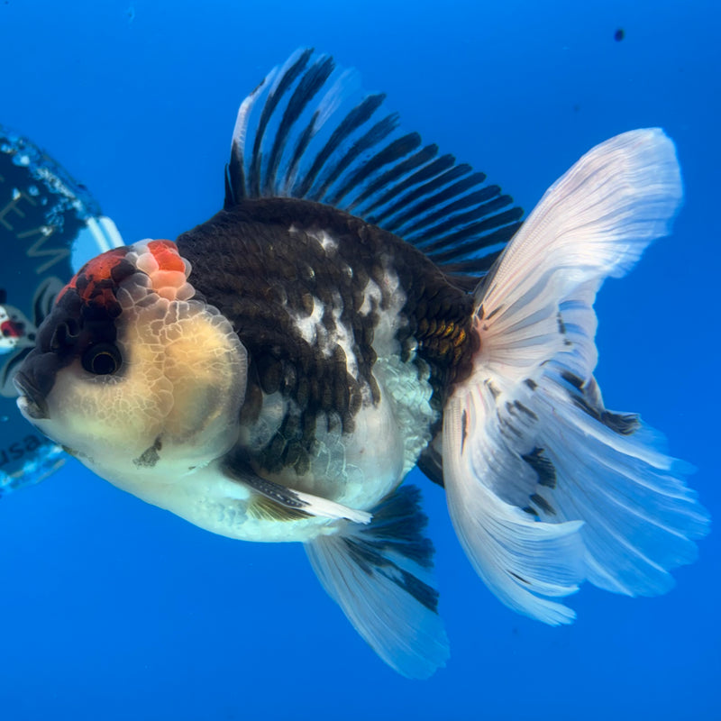 Thai Oranda Tri-Color 3.5” Body Male(CK-1036)SHOWTANK2