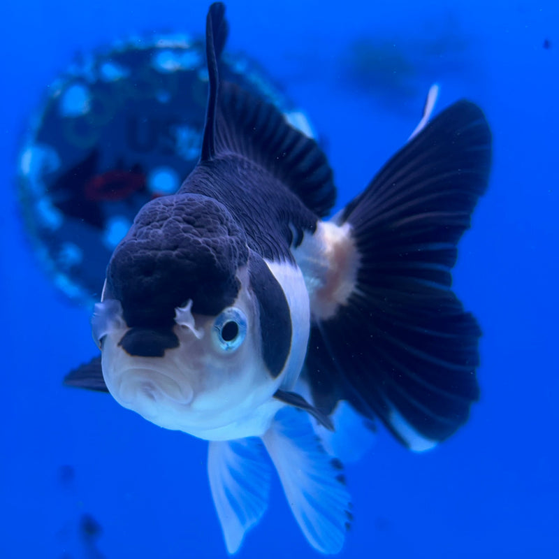Thai Panda Oranda 3“Body Female (JCD-121)R4B10