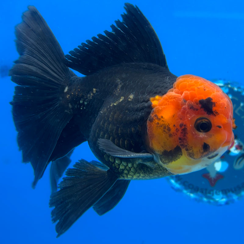 Thai Oranda Black Body Red Cap 3.5" Male(CK-1538)R2A07