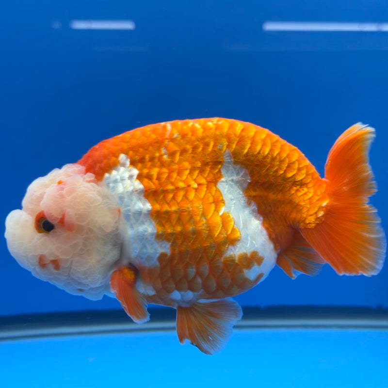 Thai Jumbo Ranchu Red/White 5” Body Male(CK-777)SHOWTANK