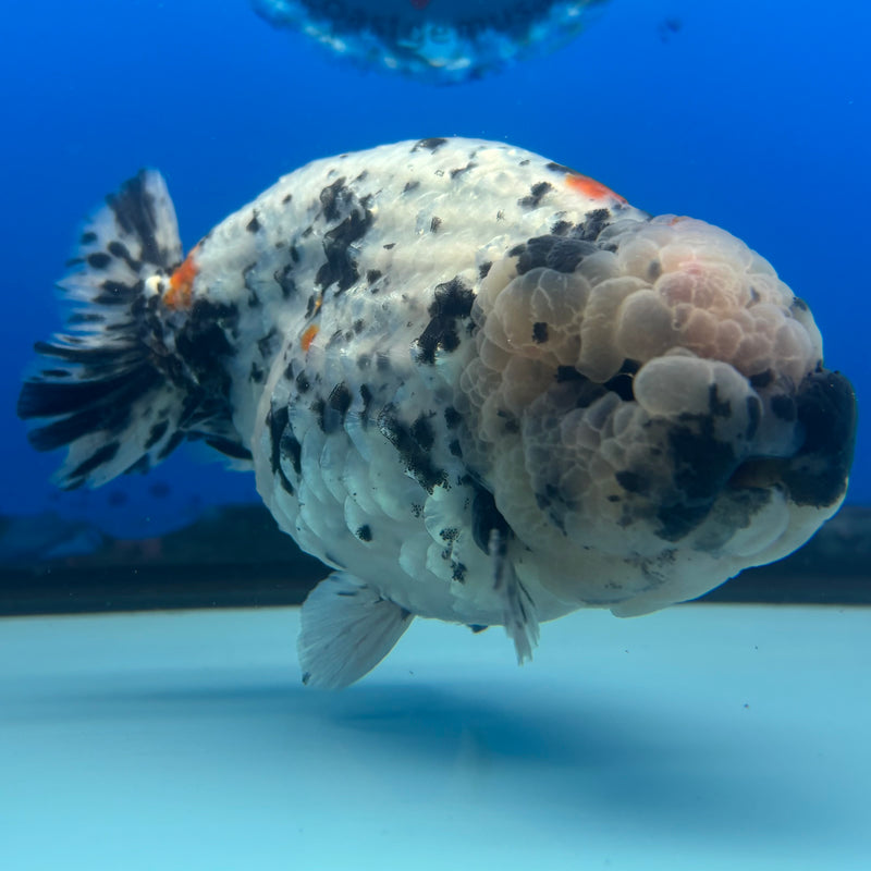 Thai Ranchu JUMBO Calico 4.5” Body Male(BIN-CK-1050)SHOWTANK2