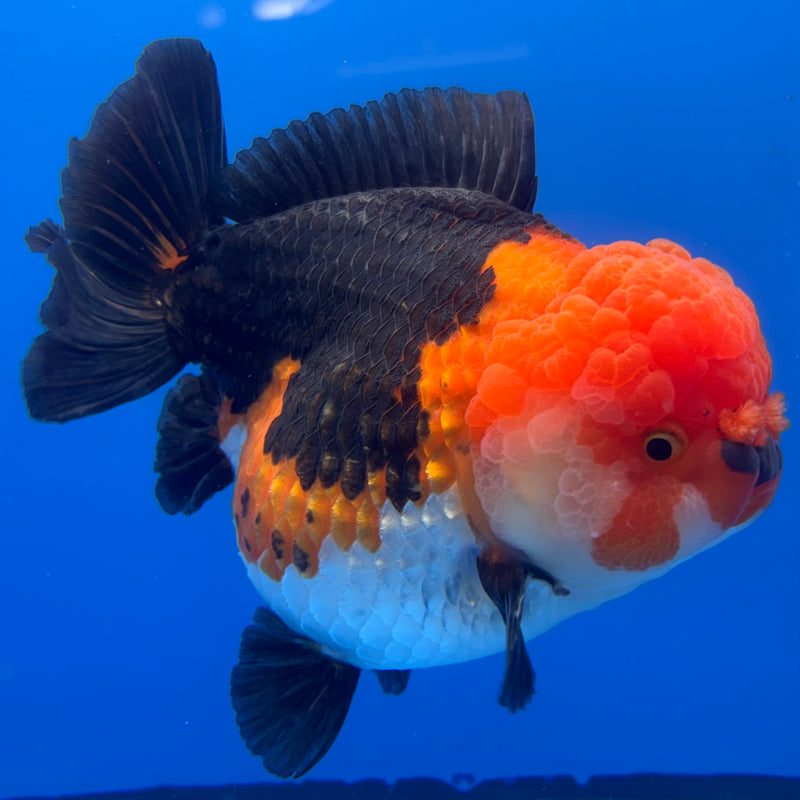Thai Premium Jumbo Oranda Yuanbao Apache 4.5” Body Female(CK-775)R1BlueTub4