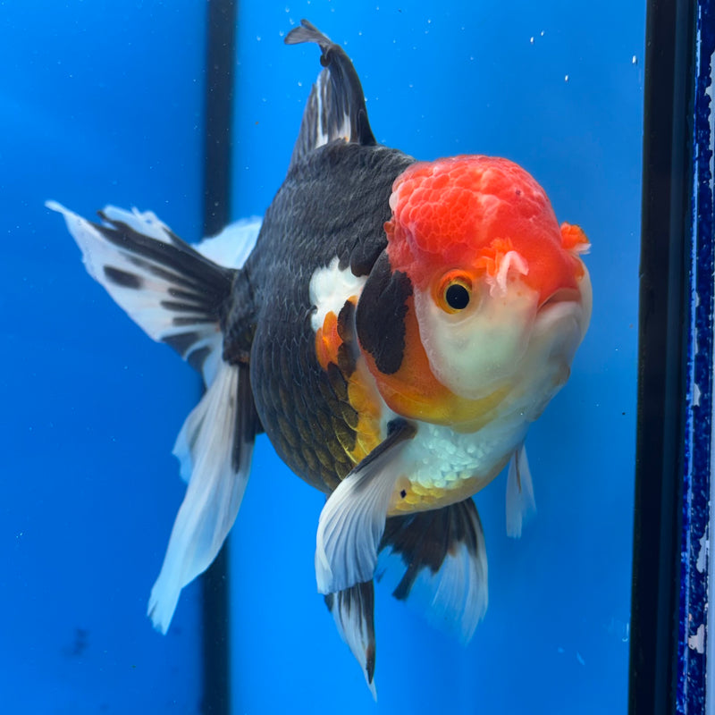 Thai Oranda JUMBO Apache 4.5” Body Male(CK-1362)SHOWTANK2