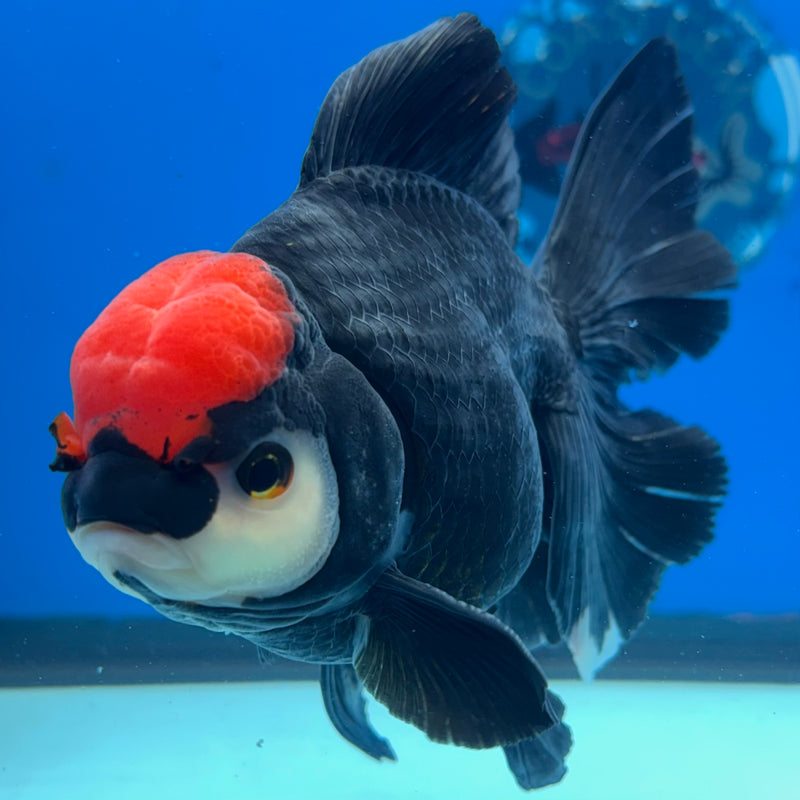 Thai Oranda Tri-Color 4” Body Male(CK-1206)SHOWTANK