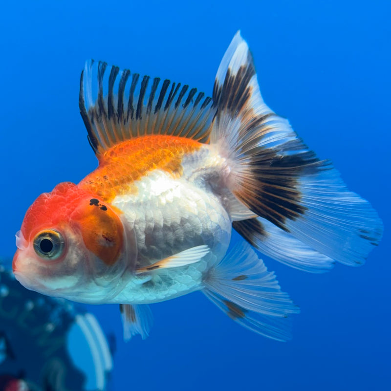 Thai Oranda Tri-Color/Apache 2” Body Female(CK-1284)R3B03
