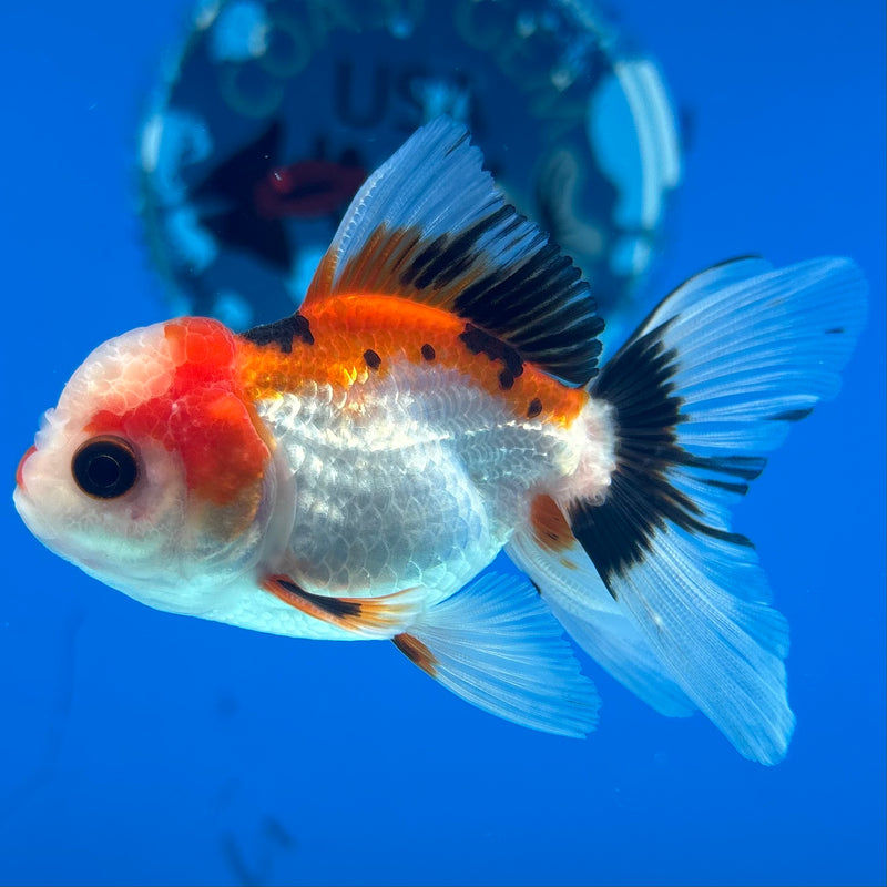 Thai Oranda Apache 2” Body Male(CK-1273)R3B05