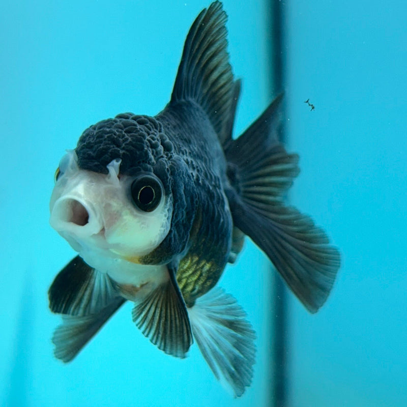 Thai Panda Oranda 2”Body Female (JCD-108)R4B11