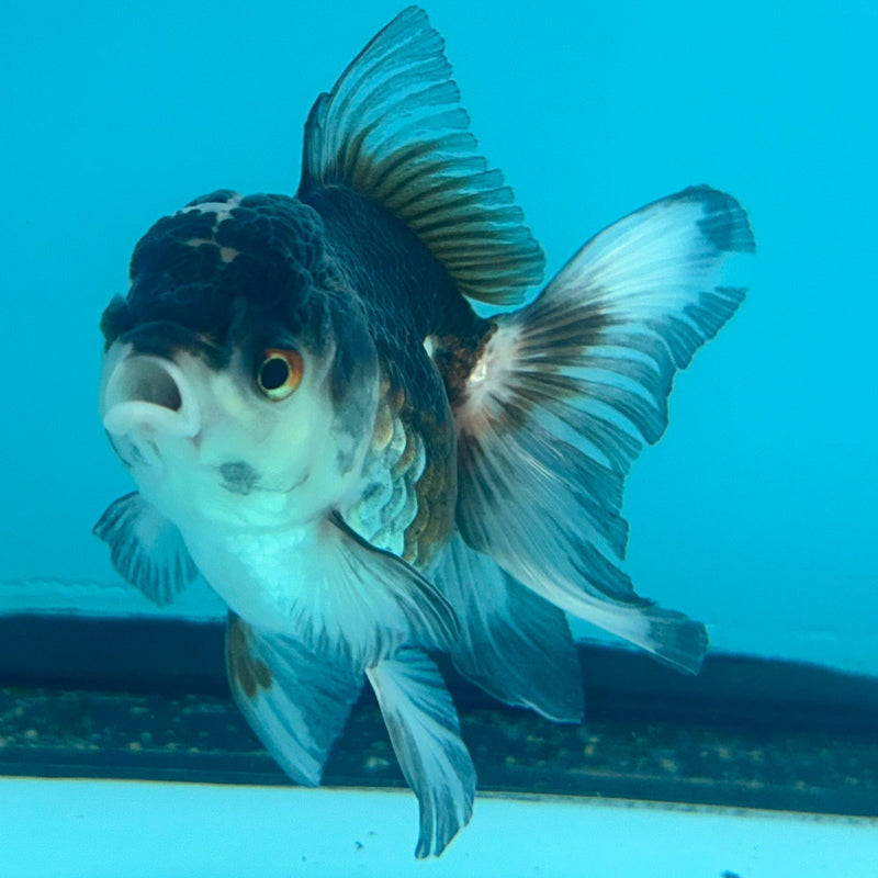 Thai Panda Oranda 2.5”Body Female (JCD-094)R1A10
