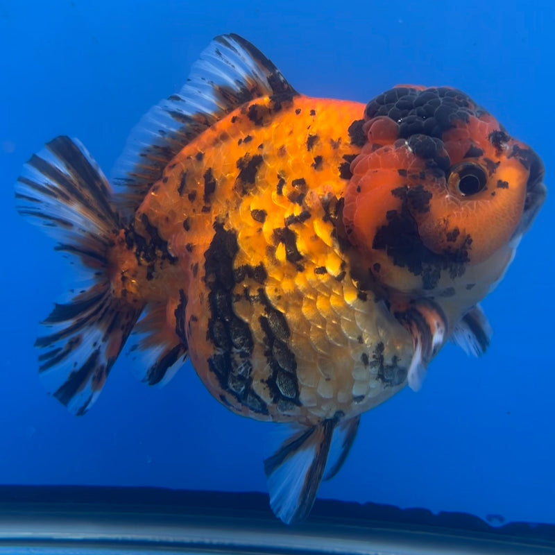 Thai Oranda JUMBO Red Calico Tiger 4.5” Body Female(CRP-CK-648)BLUETUB2