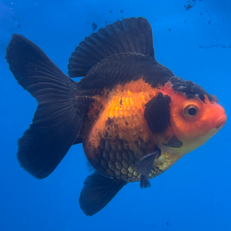 Thai Oranda Apache 3” Body Male(CK-1411)R1B09