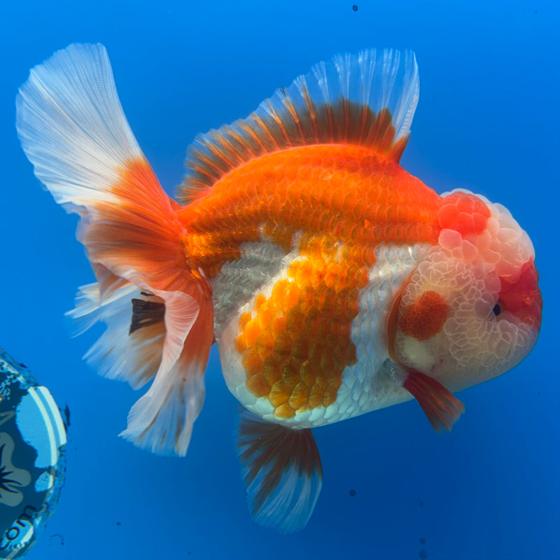 Thai Jumbo Oranda Red/White 4.5” Body Female(CRP-CK-1085)BLUETUB2