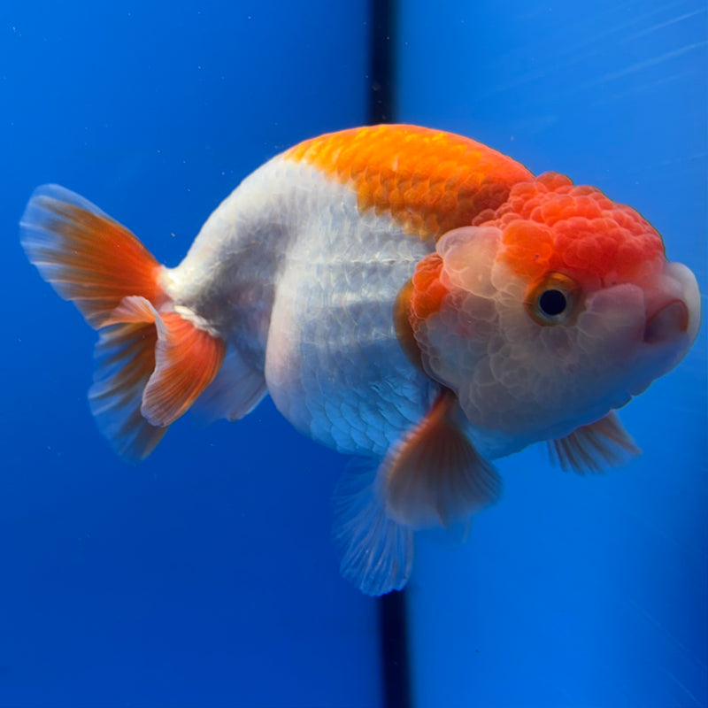 Thai Ranchu Red/White 3.5” Body Male(CK-832)R3A13