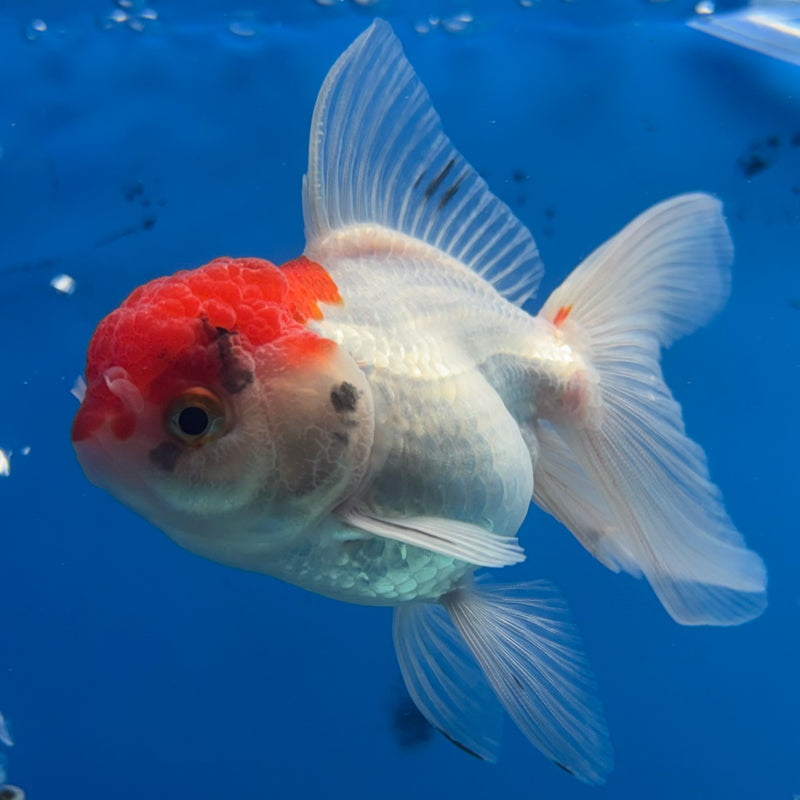 Thai Oranda White Body Red Cap 2.5” Body Female(CK-1021)R3B12