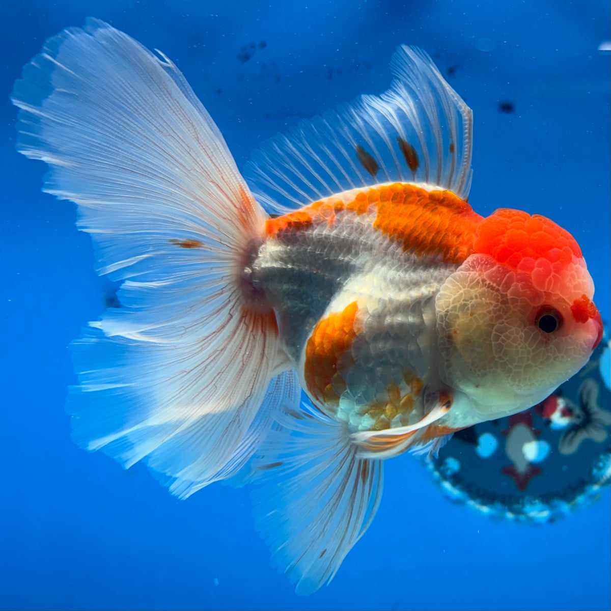 Thai Oranda Red/White 3.5” Male(CK-1624)R2A07