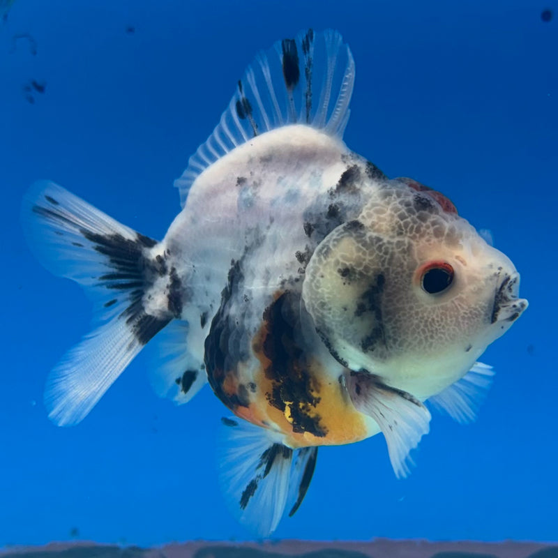Thai Oranda SHOGUN 2.5” Body Male(CK-1156)R3A10