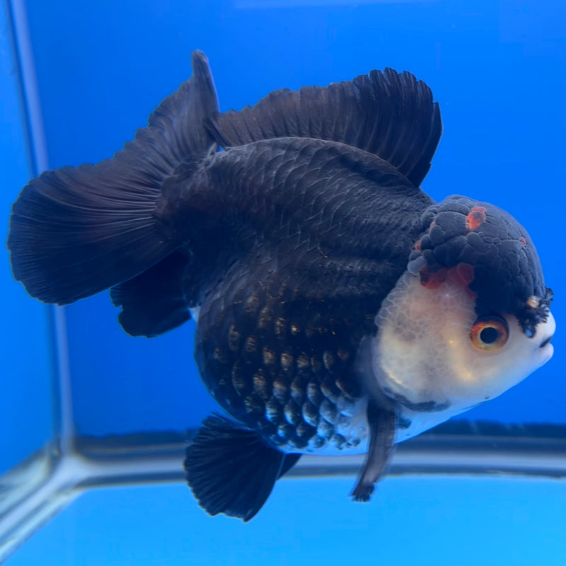 Thai Premium Oranda Yuanbao Panda 4” Body Male(CK-747)R1BlueTub4