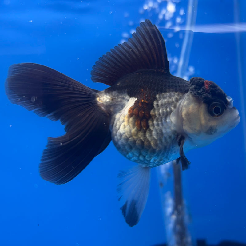 Thai Oranda Panda 2” Body Female(CK-1300)R3B16