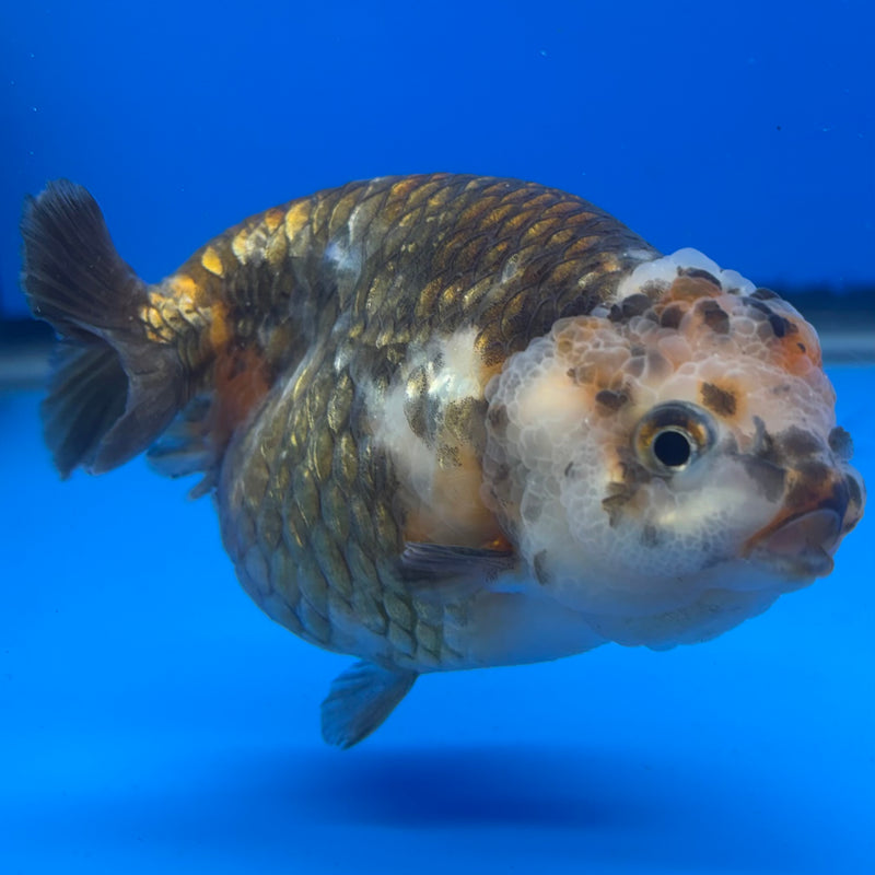 Chinese Ranchu Calico 4” Body Female(CK-1465)R2A09