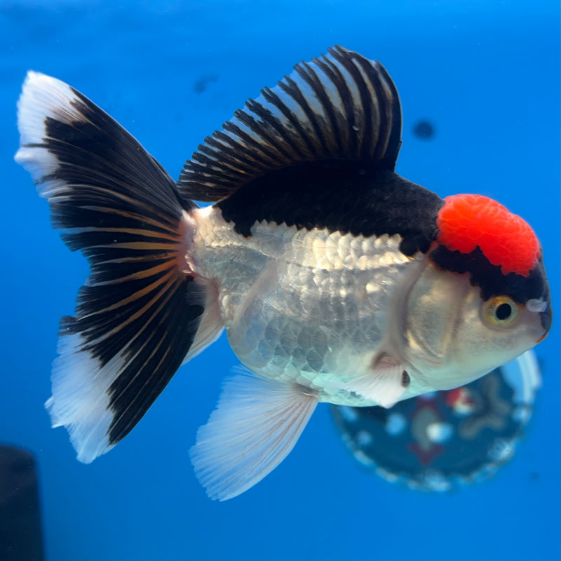 Thai Oranda Tri-Color 3.5” Body Male(CK-927)R1BLUETUB4