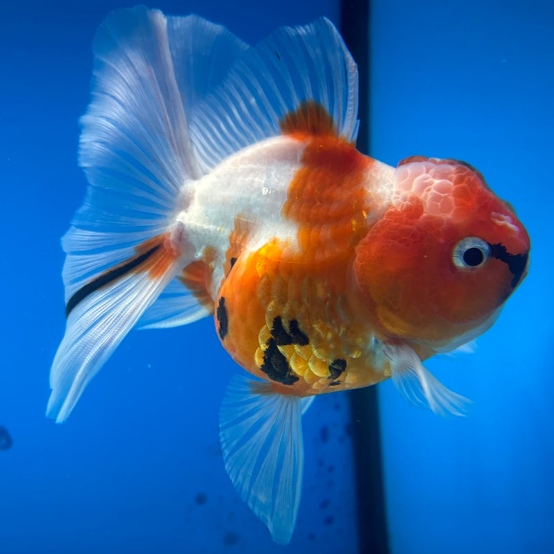 Thai Oranda Tri-Color Tiger Calico 3” Female(BIN-CK-1065)SHOWTANK2